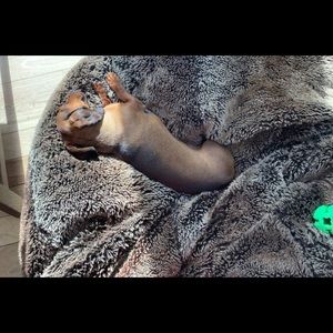 Meet your Posher, Sophia